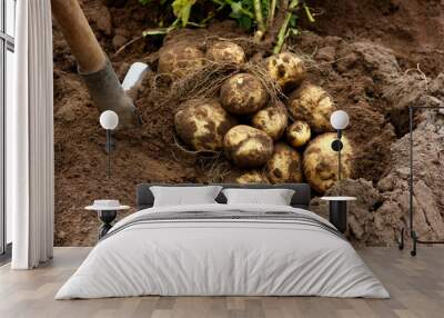 agricultural work on harvesting potatoes, bush with fruits of freshly dug potatoes on the ground Wall mural