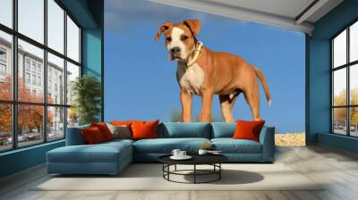 a puppy pit bull on the field Wall mural