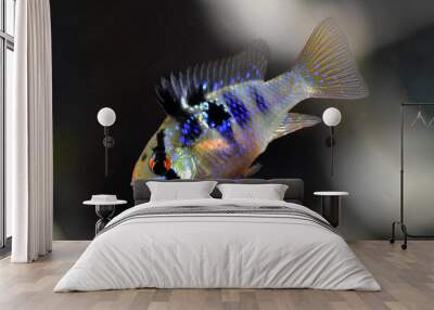 an aquarium ramirezi fish with nice colors Wall mural