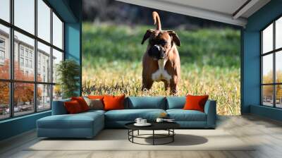 boxer dog Wall mural