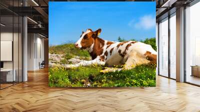 Calf on a Mountain Summer Pasture Wall mural