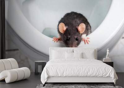 extreme close-up of a rat coming out of the toilet bowl and looking at camera. rodent problem in the Wall mural