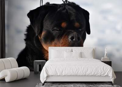 rottweiler dog Wall mural