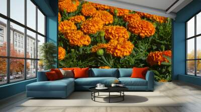 Cempasuchil flower field. Mexican Orange Cempasuchil Flower traditional used in the altars of Mexico on the Day of the Death. Wall mural