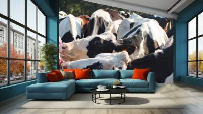 Contented woman on a rural farm with cows. Wall mural