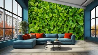 Fresh green buxus (Buxus sempervirens) leaves background. Close-up of evergreen bush boxwood in the nature. Concept: Greenery, natural pattern, nature texture. Wall mural