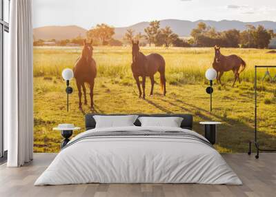 Horses on a farm Wall mural