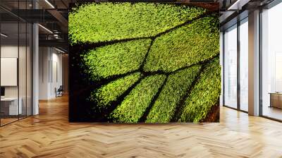 butterfly wing background Wall mural