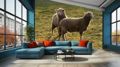 twins - sheep Wall mural