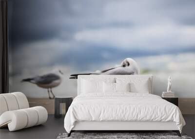 two seagulls on the beach Wall mural