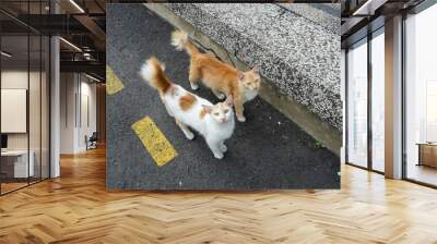 two white and brown cats standing in the middle of the street and staring at the camera Wall mural