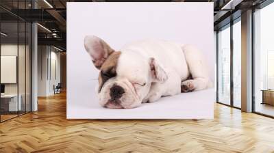 Mollie French Bulldog Wall mural