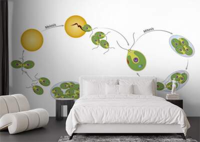 Life cycle of chlamydomonas Wall mural