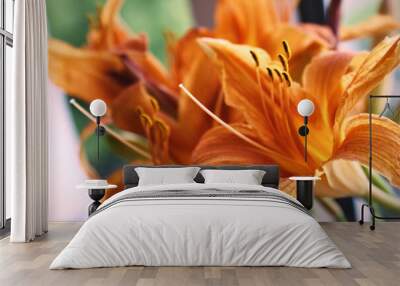 lily flower orange closeup background beautiful macro two flower heads Wall mural