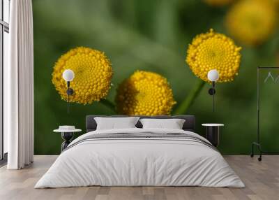 tansy yellow flower on the meadow close-up of green leaves developed Wall mural