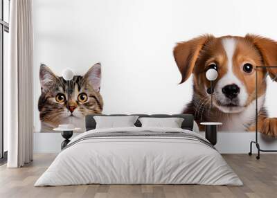 Dog and cat peeking over a blank white board on transparency background PNG  Wall mural