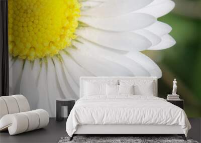 Macro shot of wild daisy flower. Spring or botanical concept. Spring background Wall mural