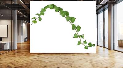 weave of ivy on piece of wood on transparent background Wall mural