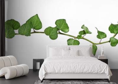 weave of ivy on transparent background Wall mural