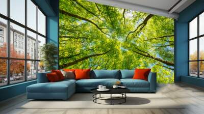 Looking up at the green tops of trees. Wall mural