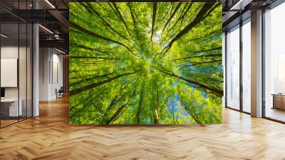 Looking up at the green tops of trees Wall mural