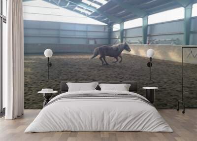 Iceland horse in riding hall Wall mural