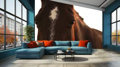 Closeup of brown horse eye looking at camera with a beautiful sunset Wall mural