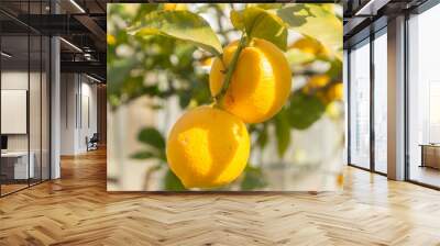 lemon tree Wall mural