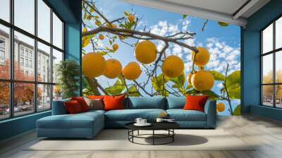 lemon tree Wall mural