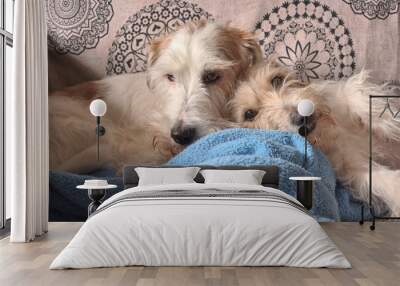 A pair of Jack Russell dogs laying down on the sofa with a blue blanket. Portrait of two dogs. Wall mural