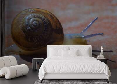 A snail isolated on a brown background. Wall mural