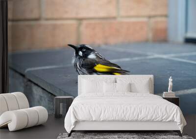 honeyeater in the ground with yellow colours posing Wall mural