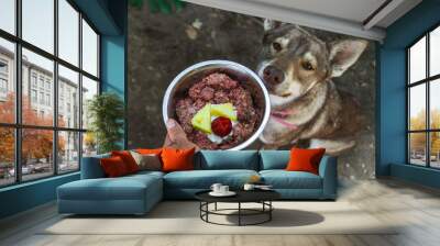 Husky wolf dog sitting smelling her plate of natural raw barf diet food Wall mural