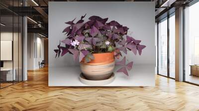 Oxalis triangularis, the purpleleaf false shamrock, perennial plant in the family Oxalidaceae, Giant shamrock  in bloom, on white background Wall mural