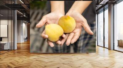 wallpaper of a person's hands holding two delicious peaches, harvesting organic and healthy fruits, fresh food Wall mural