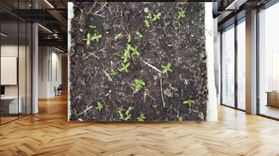 young plant in soil Wall mural