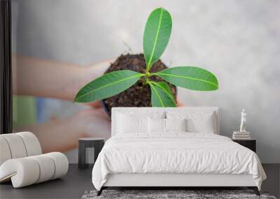 Hand of a girl holding a plant in a black pot on a white background, concept of nature conservation Wall mural