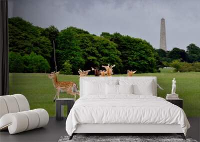 Herd of young deer on fresh grass at Phoenix Park in Dublin in a cloudy day. City monument in the background  Wall mural