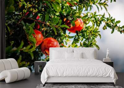 Red ripe pomegranate fruit on tree branch in the garden  orchard ready for harvest Wall mural