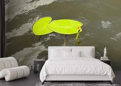 beautiful water lilies on the water on a summer day Wall mural