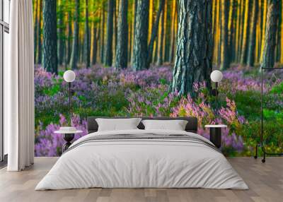 Sunny day. Blooming heather. Beautiful lawn in the forest. Wall mural