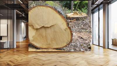 Closeup of a crosscut with a small ledge of an oak trunk in the forest. Age about 65 years. End view.
 Wall mural