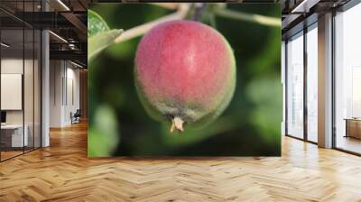 young, red apple fruit on a tree in autumn Wall mural