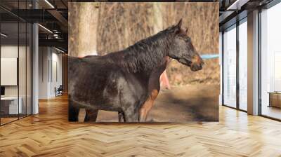 portraits of a red and black horse Wall mural