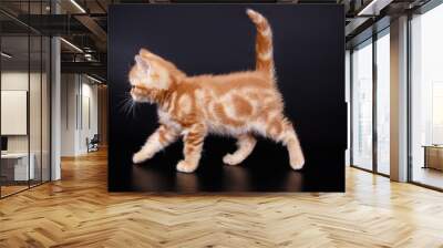 American shorthair cat on colored backgrounds Wall mural