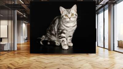 American Shorthair cat Wall mural