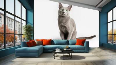 Russian blue cat on colored backgrounds Wall mural