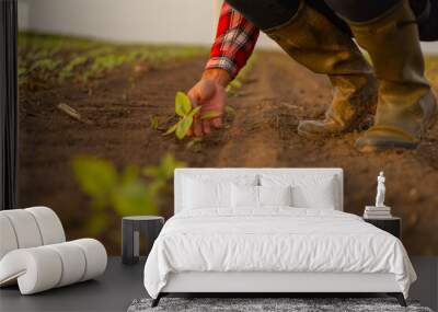 Farmer inspecting young crops in field.  Wall mural