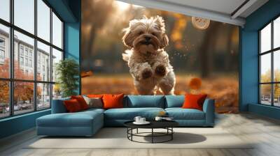 Lhasa Apso dog chasing an object in the park Wall mural