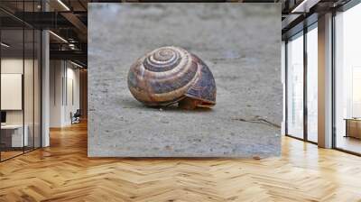 snail house on a rock Wall mural